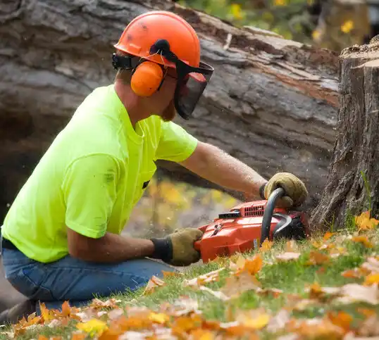 tree services Wilson-Conococheague